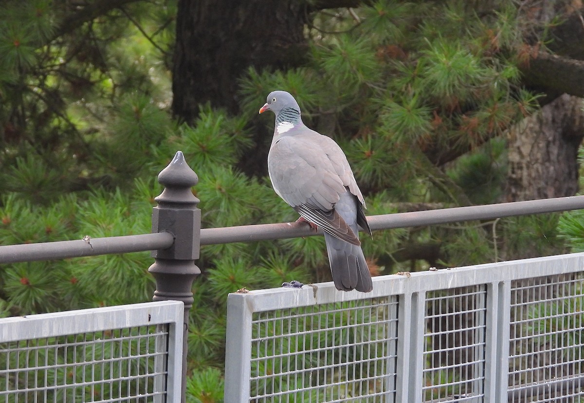 Common Wood-Pigeon - ML620816214