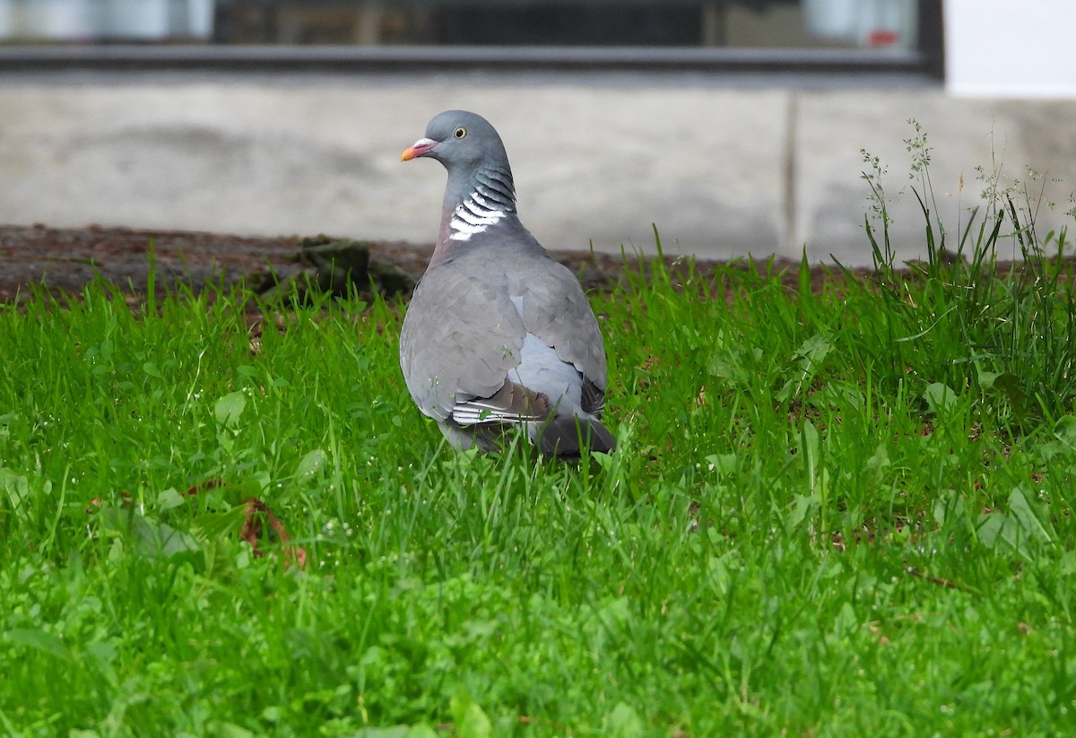 Common Wood-Pigeon - ML620816215