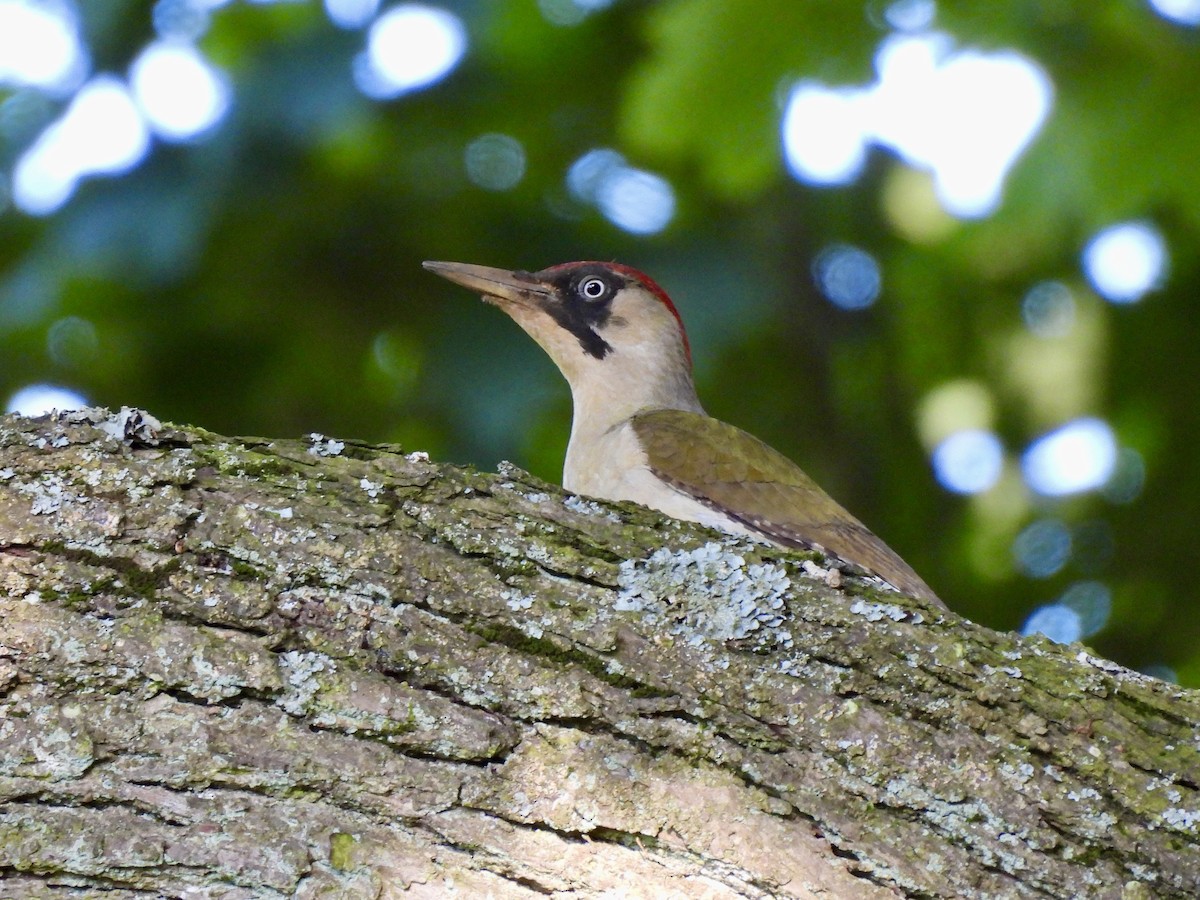 Eurasian Green Woodpecker - ML620816223