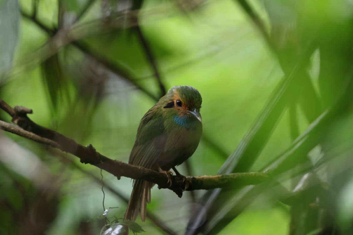 Blaukehlmotmot - ML620816228