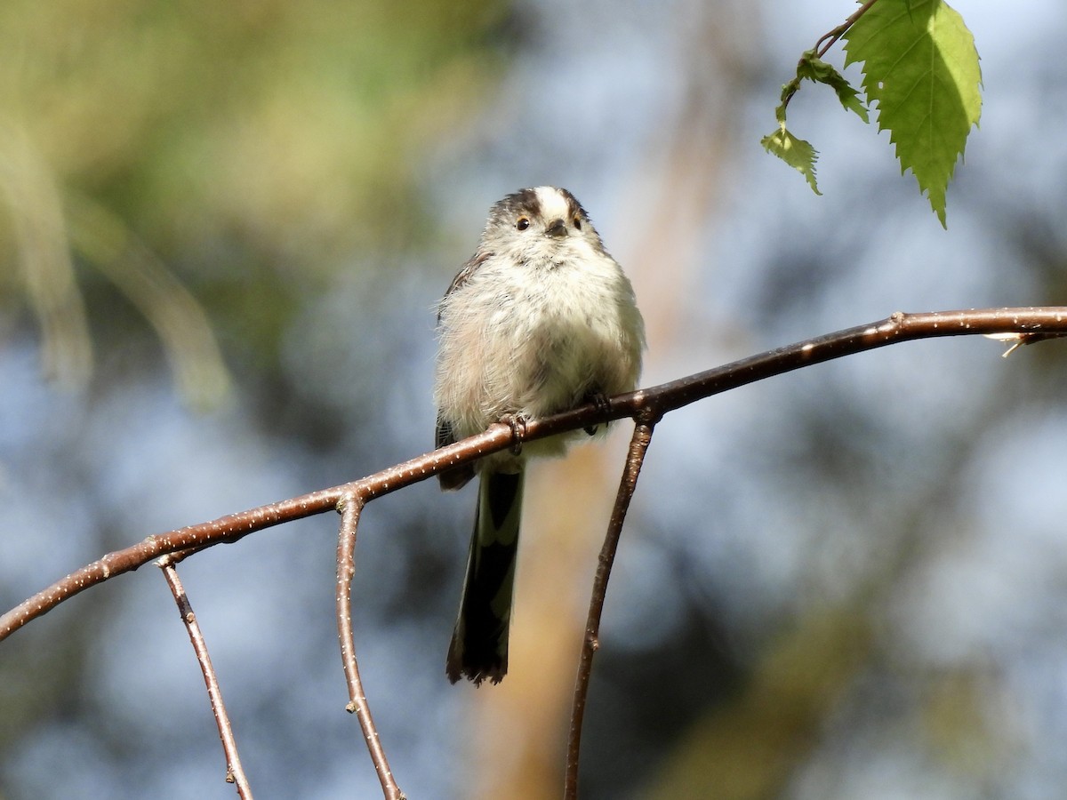 Long-tailed Tit - ML620816229