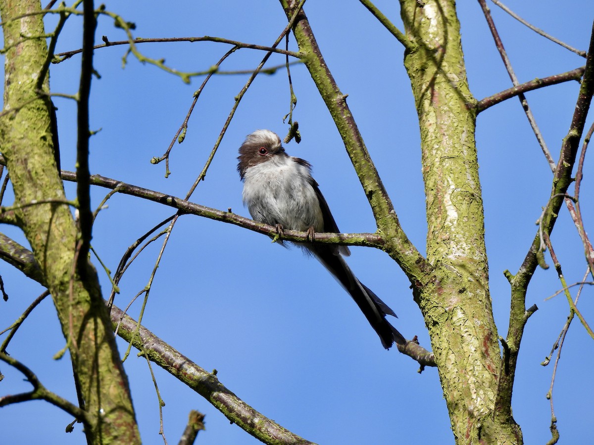 Long-tailed Tit - ML620816230