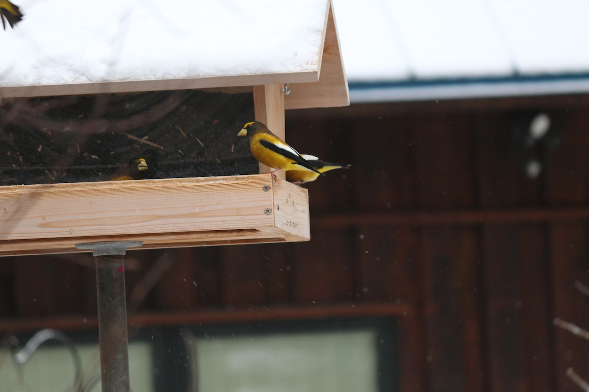 Evening Grosbeak - ML620816240