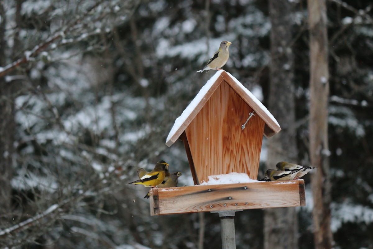 Evening Grosbeak - ML620816241