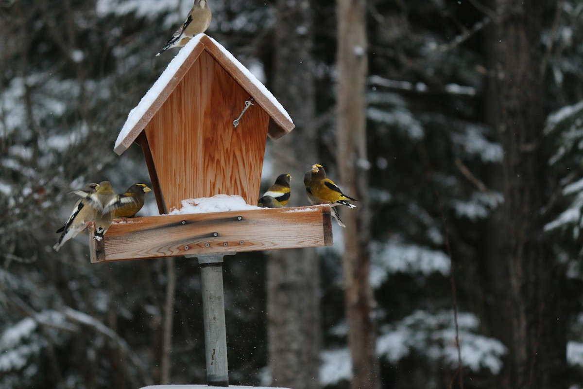 Evening Grosbeak - ML620816242