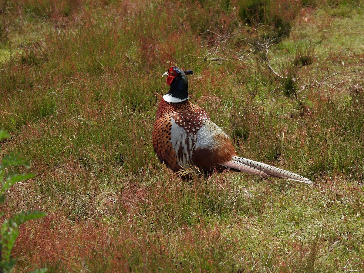 Ring-necked Pheasant - ML620816263