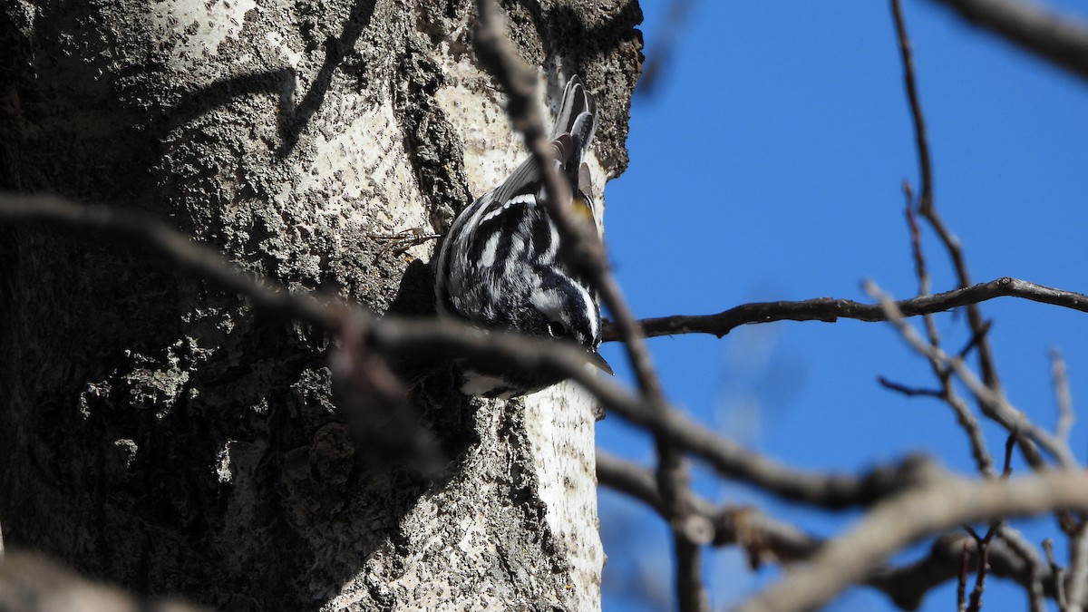 Black-and-white Warbler - ML620816268