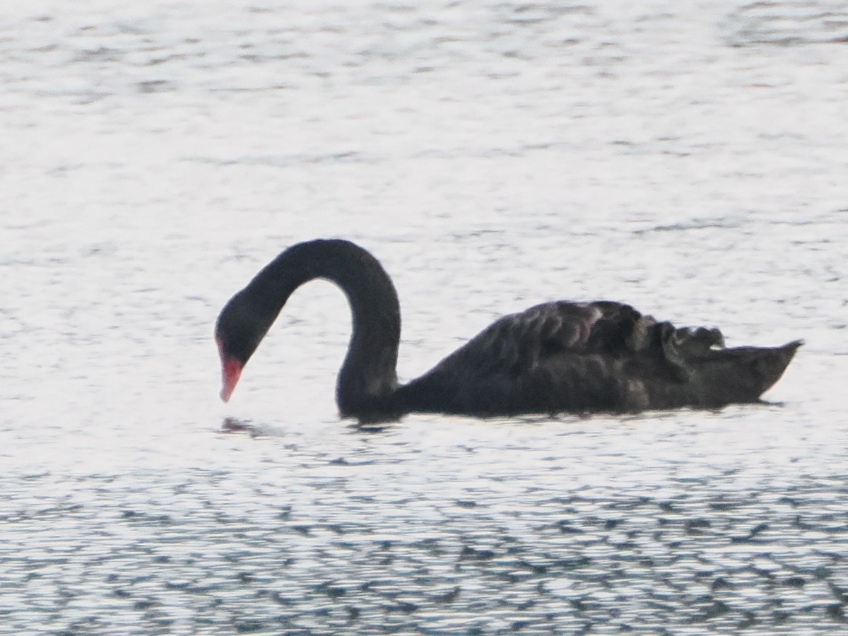 Black Swan - Charles Lam