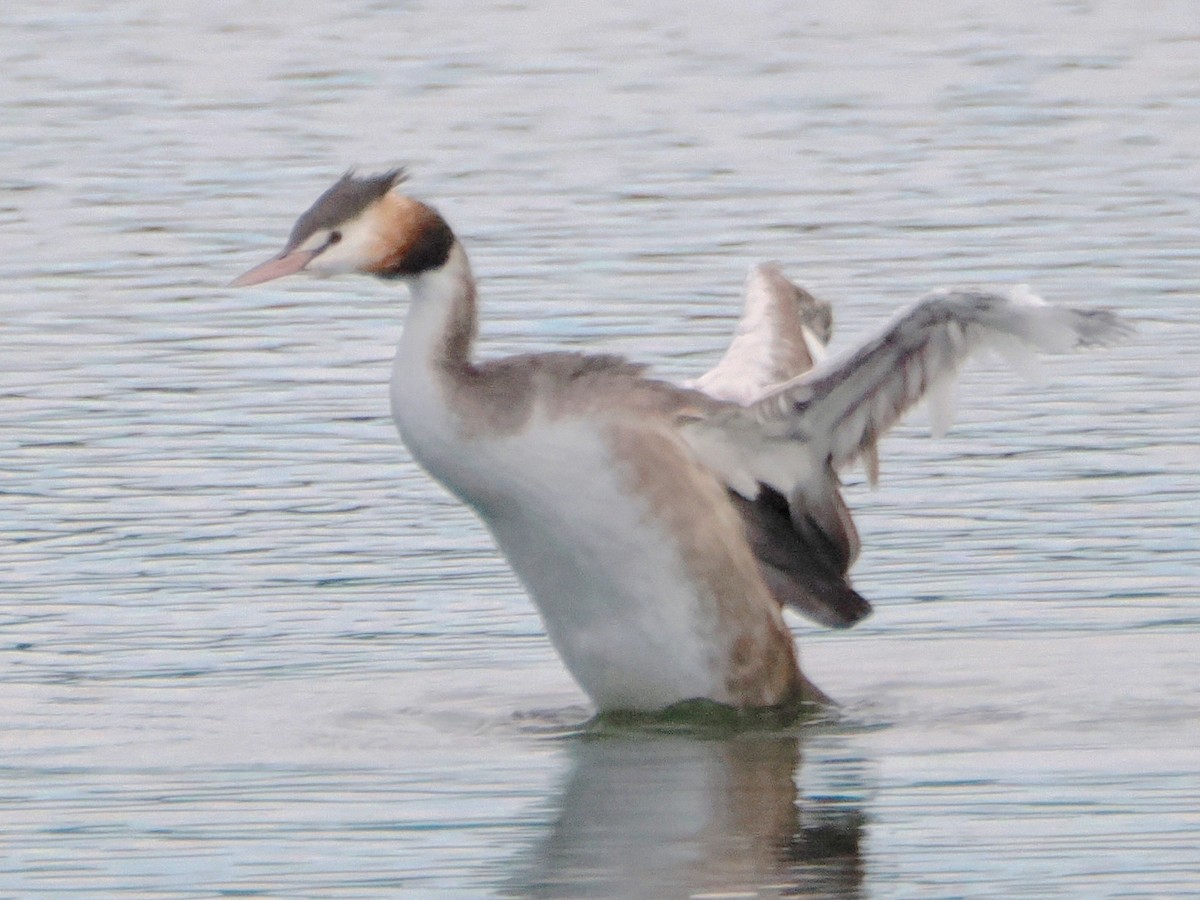 Great Crested Grebe - ML620816282