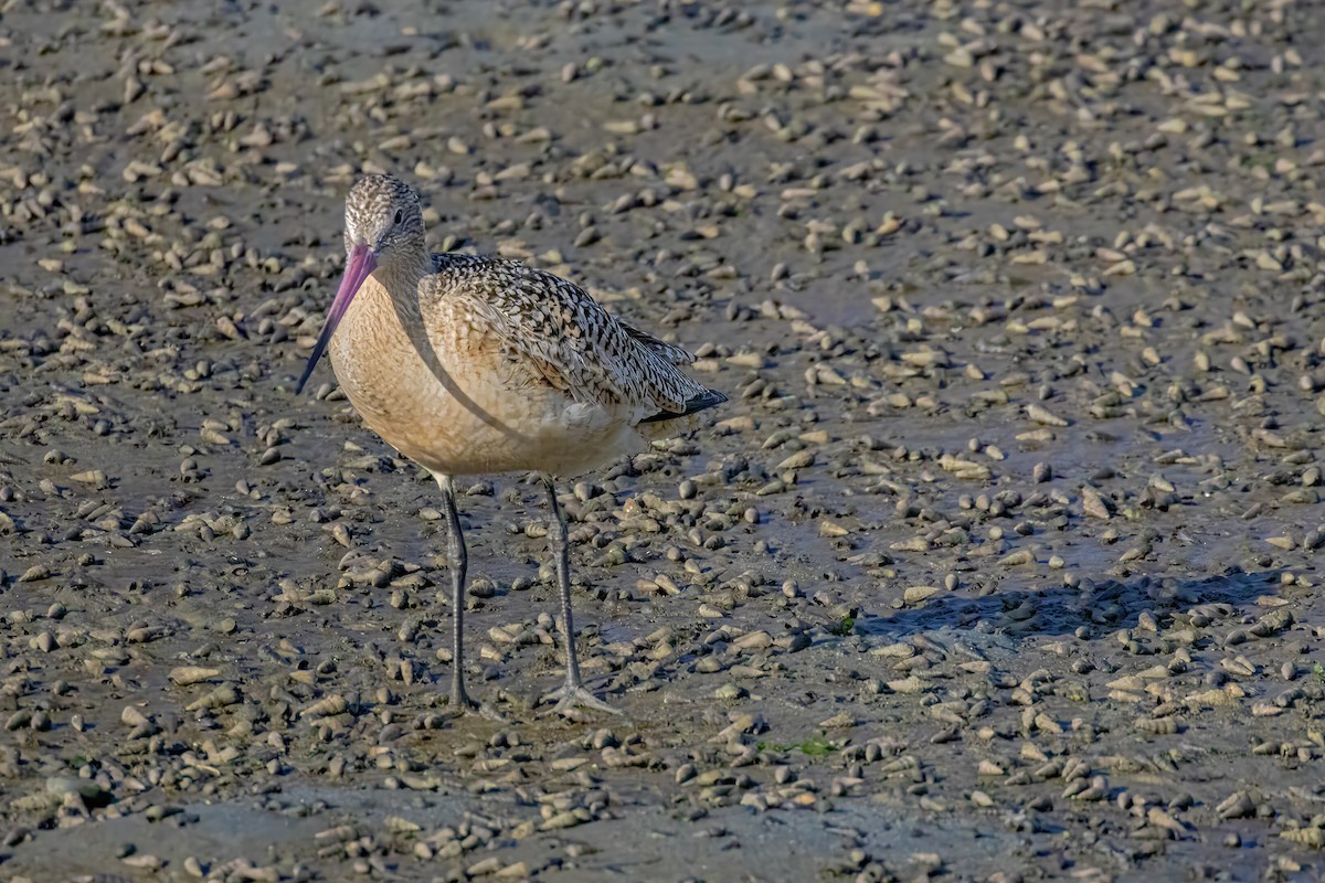 Marbled Godwit - ML620816291