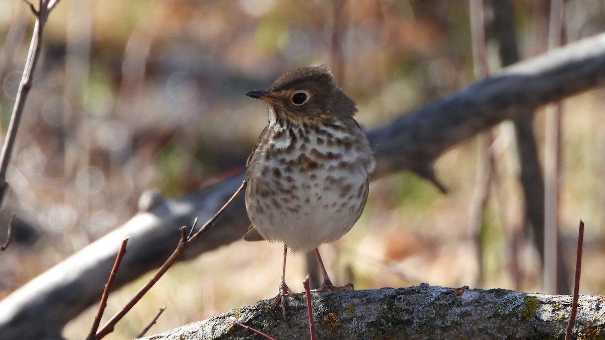 Swainson's Thrush - ML620816293