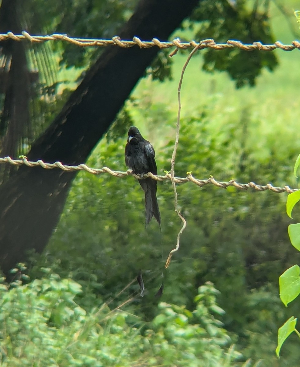 Greater Racket-tailed Drongo - ML620816298