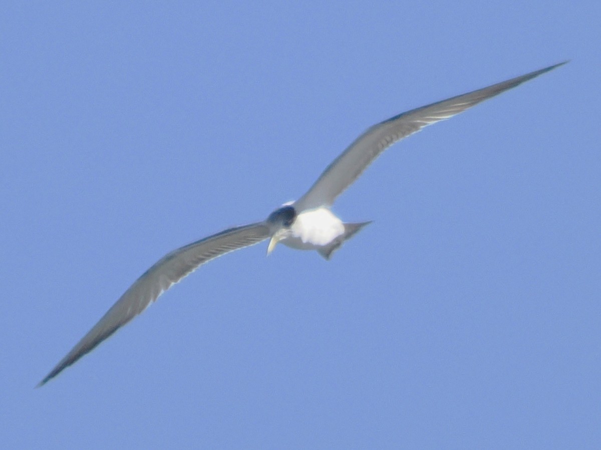 Great Crested Tern - ML620816300
