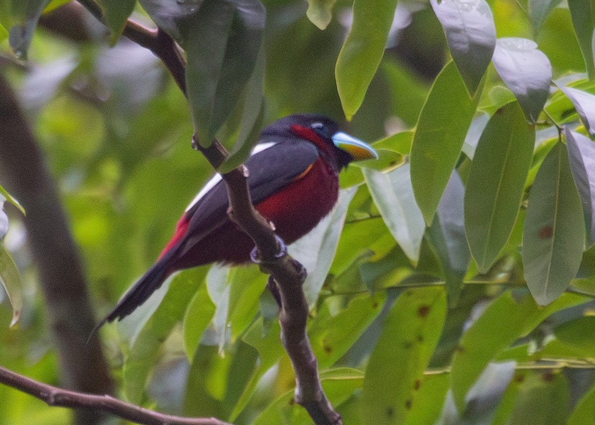Black-and-red Broadbill (Black-and-red) - ML620816303