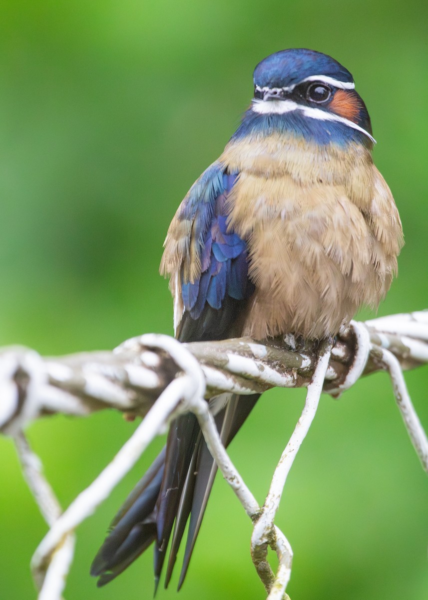 Whiskered Treeswift - ML620816306