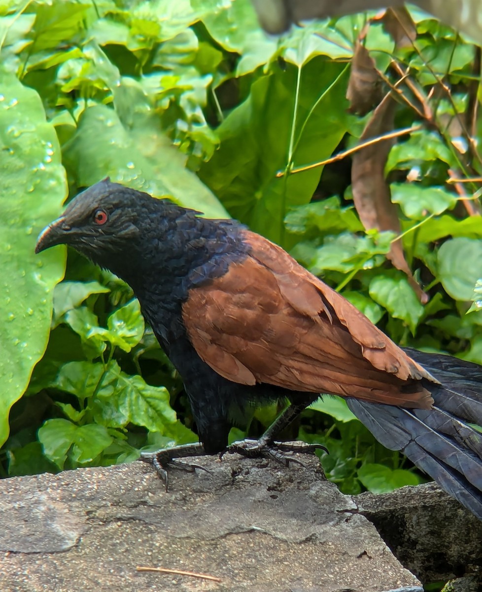 Greater Coucal - ML620816308
