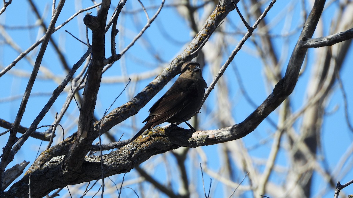 Brown-headed Cowbird - ML620816310