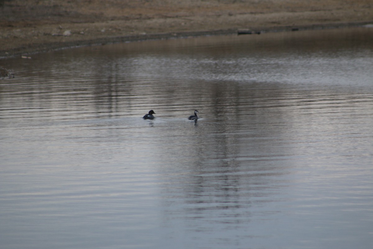 Horned Grebe - ML620816315