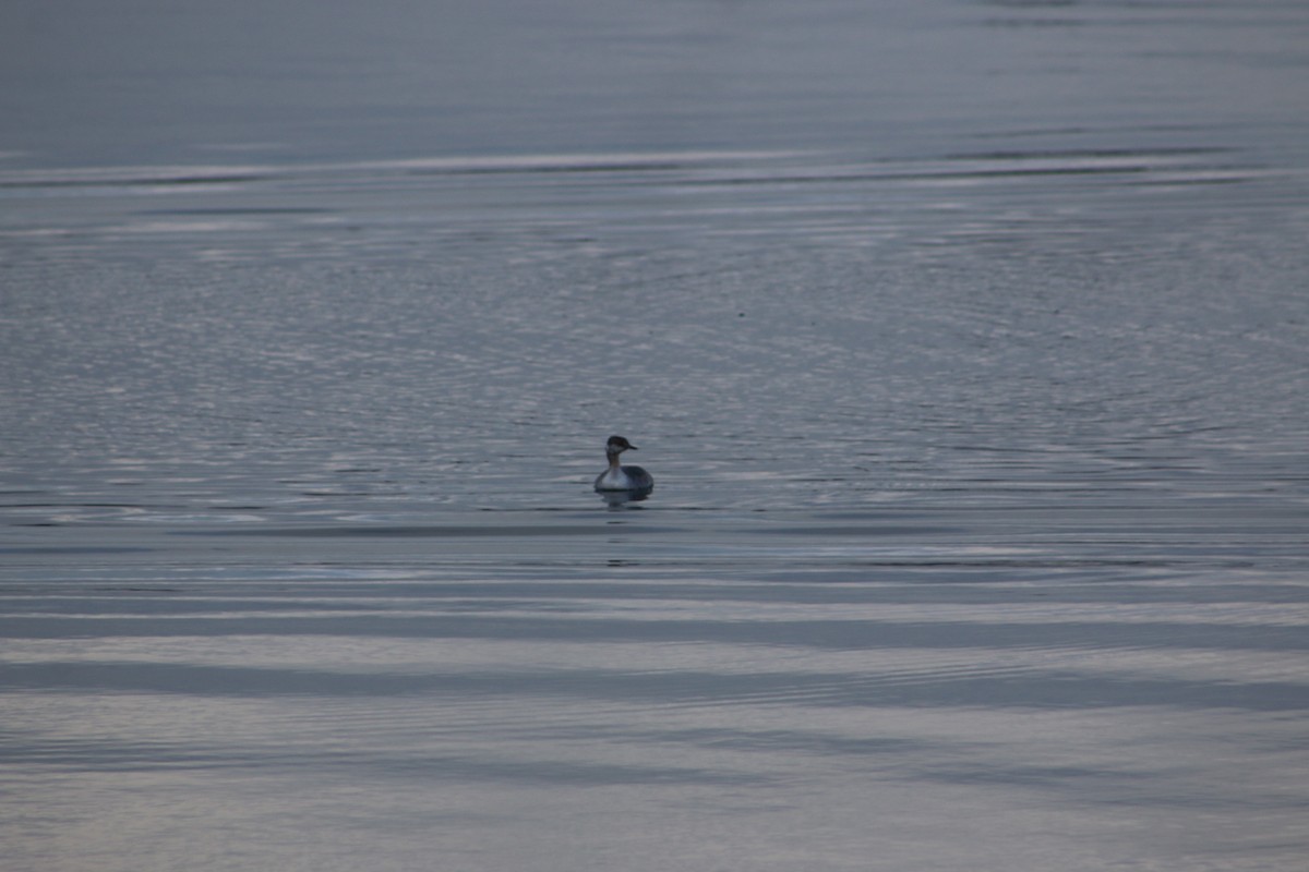 Horned Grebe - ML620816317