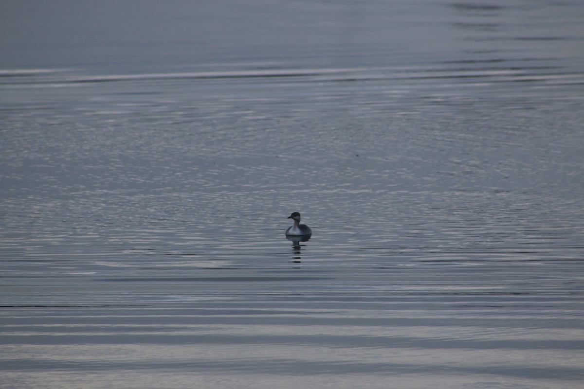 Horned Grebe - ML620816318