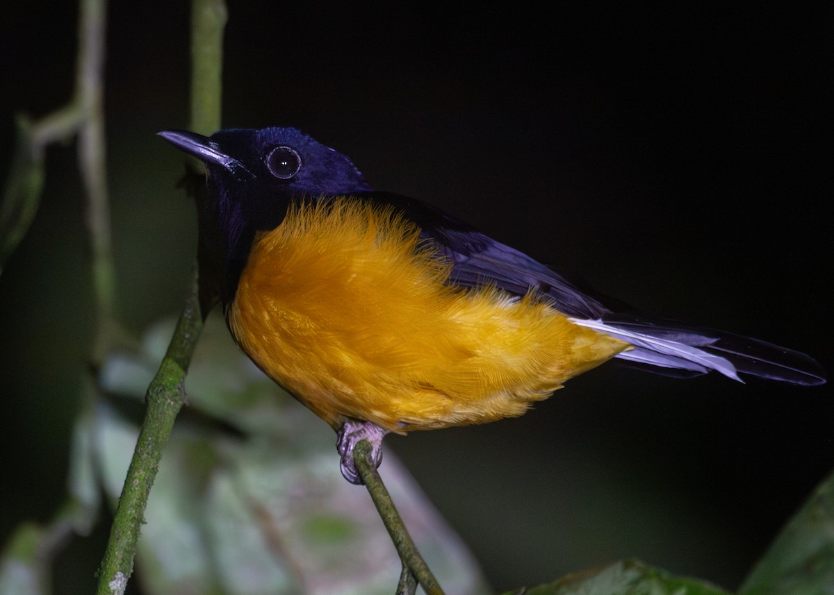 White-crowned Shama - ML620816321