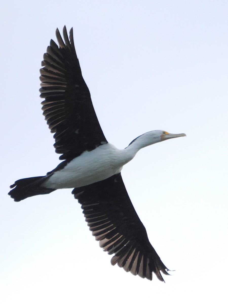 Pied Cormorant - ML620816322