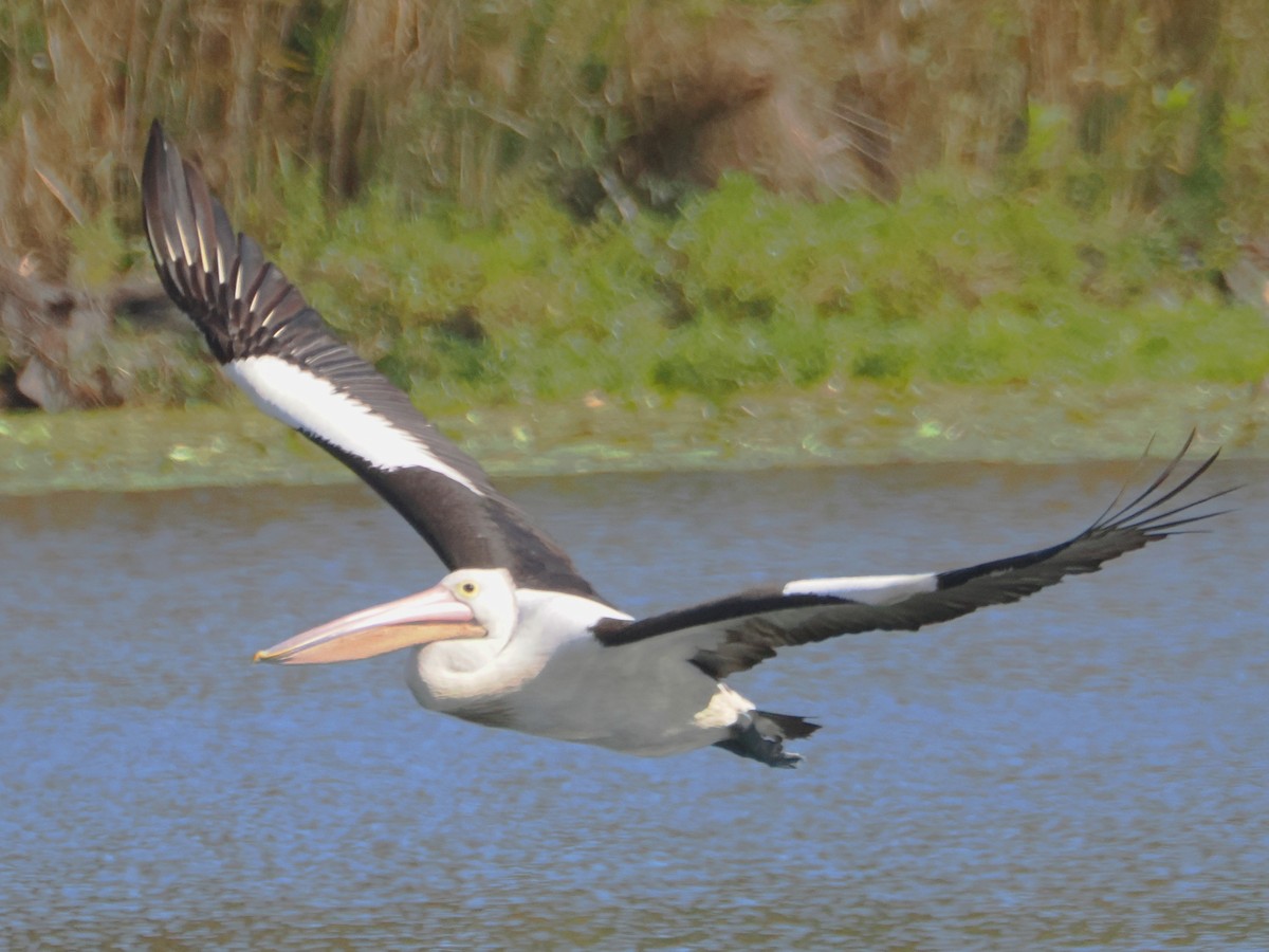 Australian Pelican - ML620816324