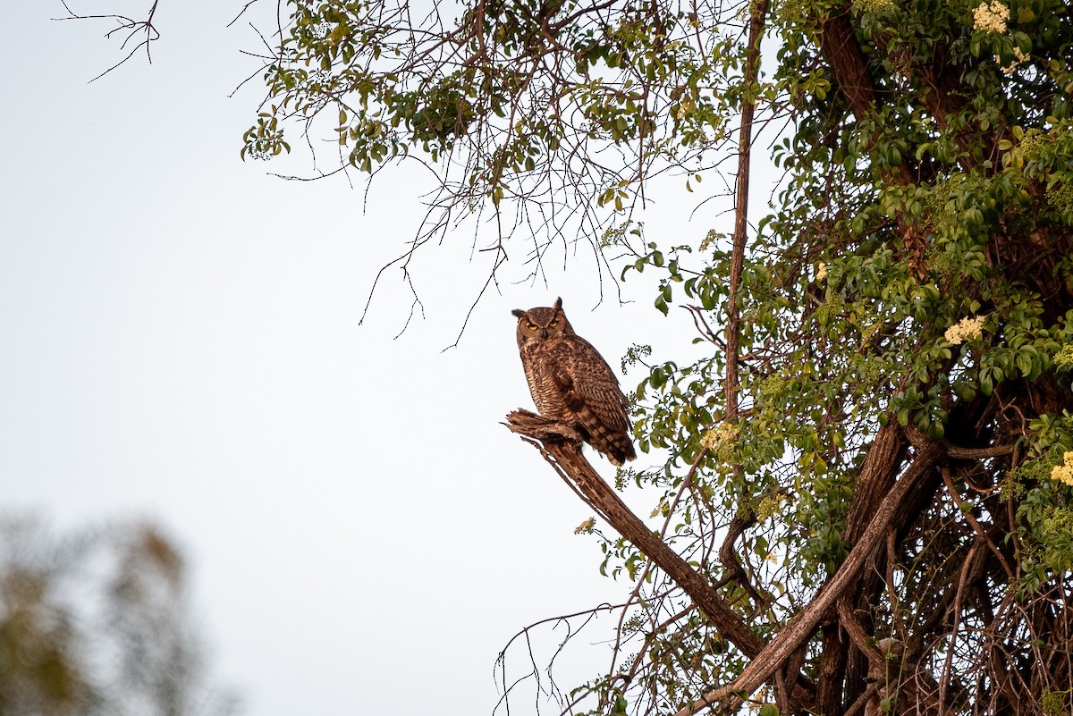 Great Horned Owl - ML620816332