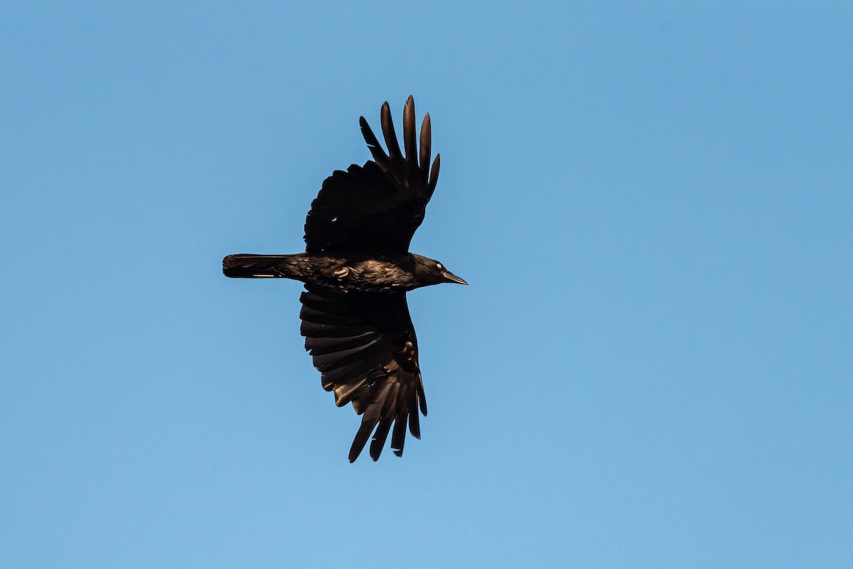 American Crow - ML620816334