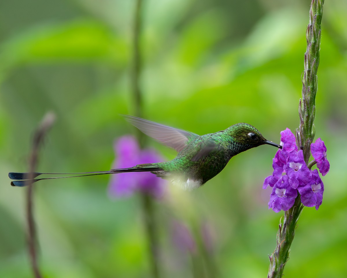 White-booted Racket-tail - ML620816344