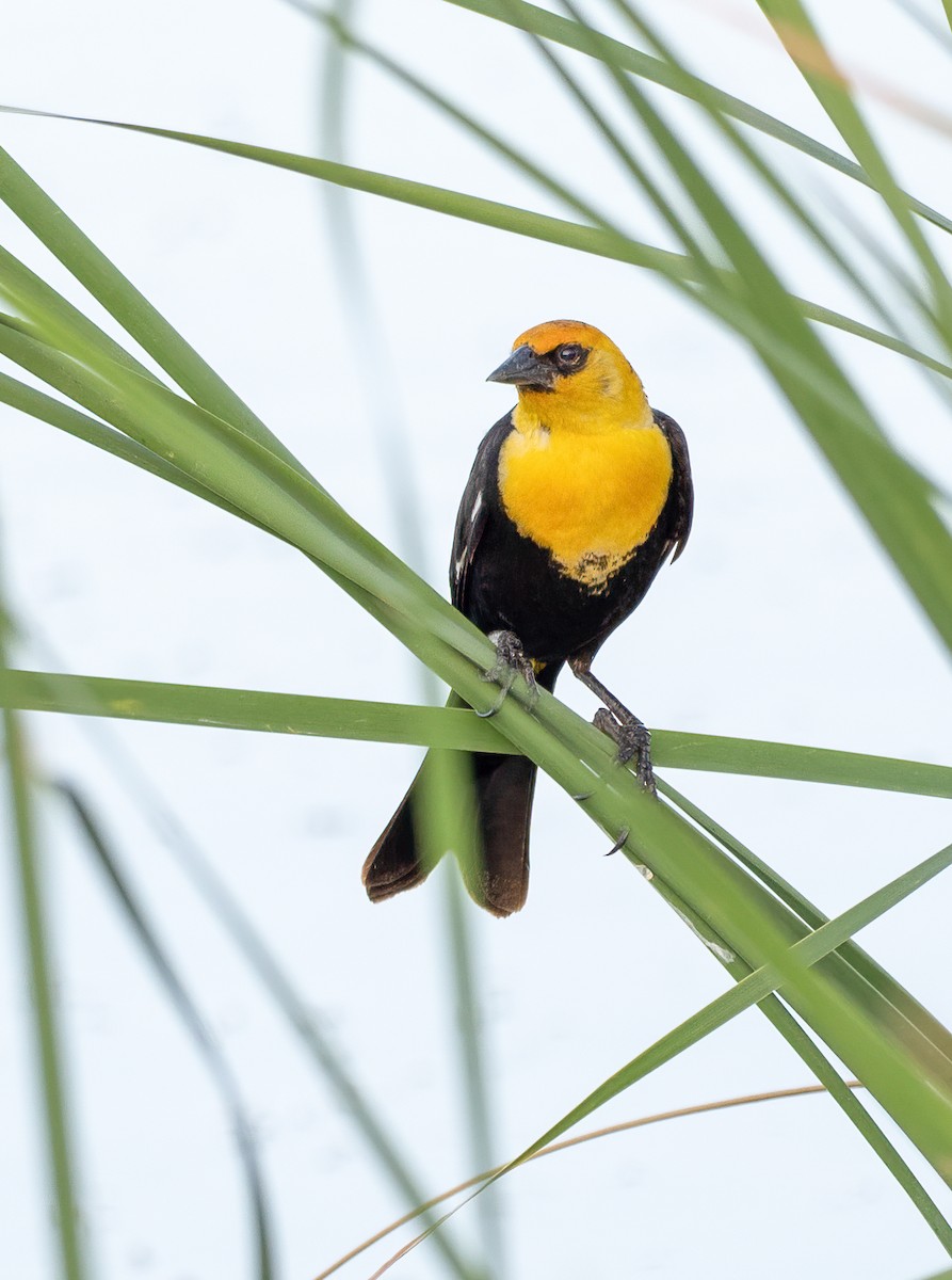 Yellow-headed Blackbird - ML620816346