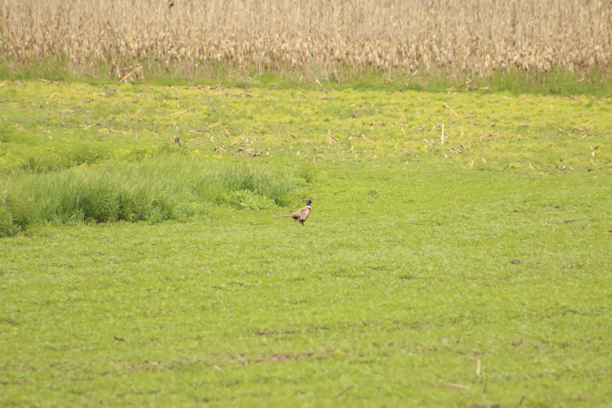 Ring-necked Pheasant - Aidan Kingsbury