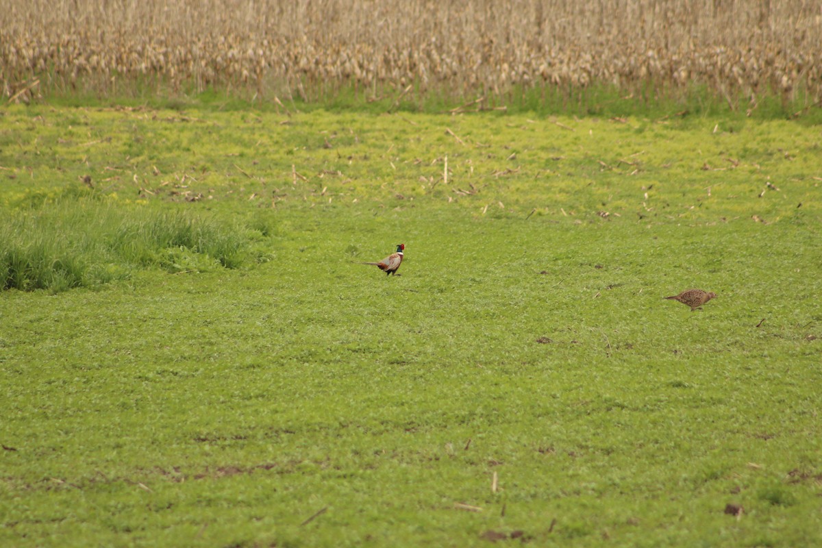 Ring-necked Pheasant - ML620816365
