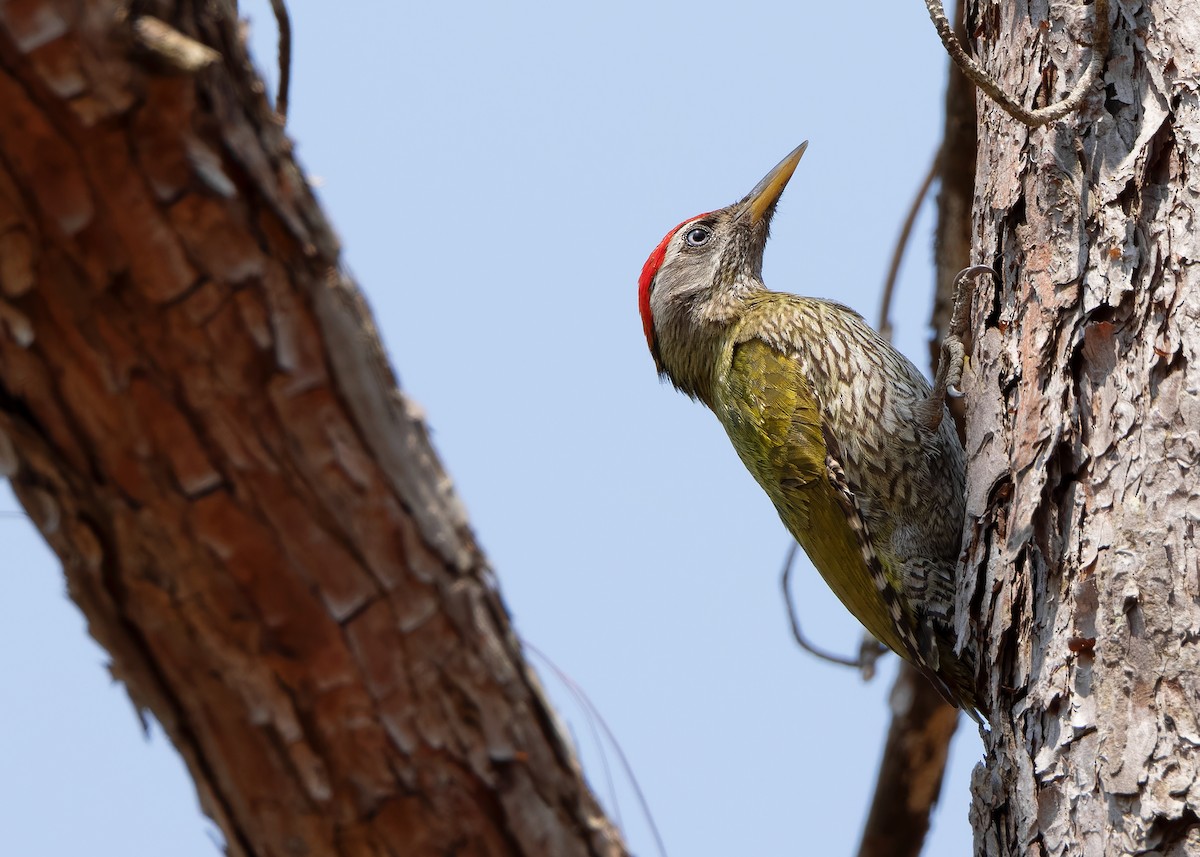 Streak-throated Woodpecker - ML620816369