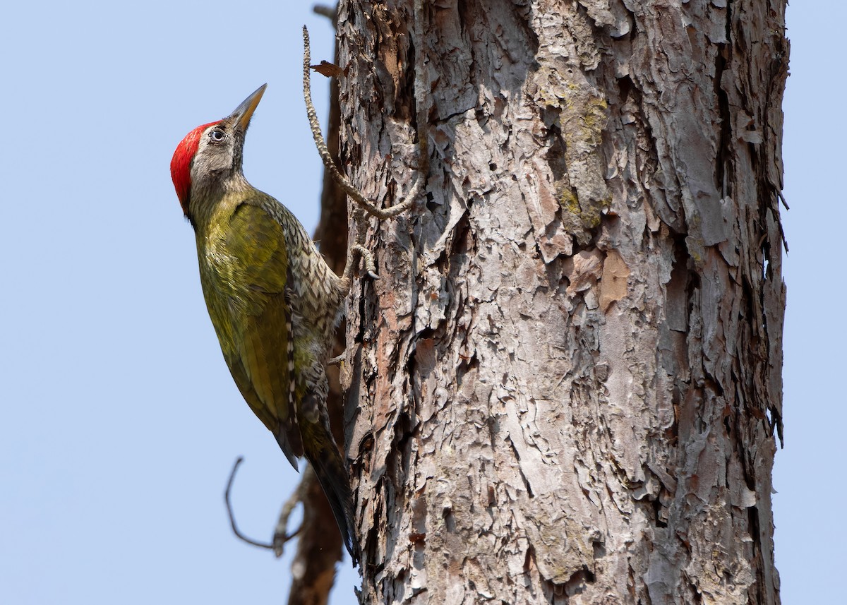 Streak-throated Woodpecker - ML620816370