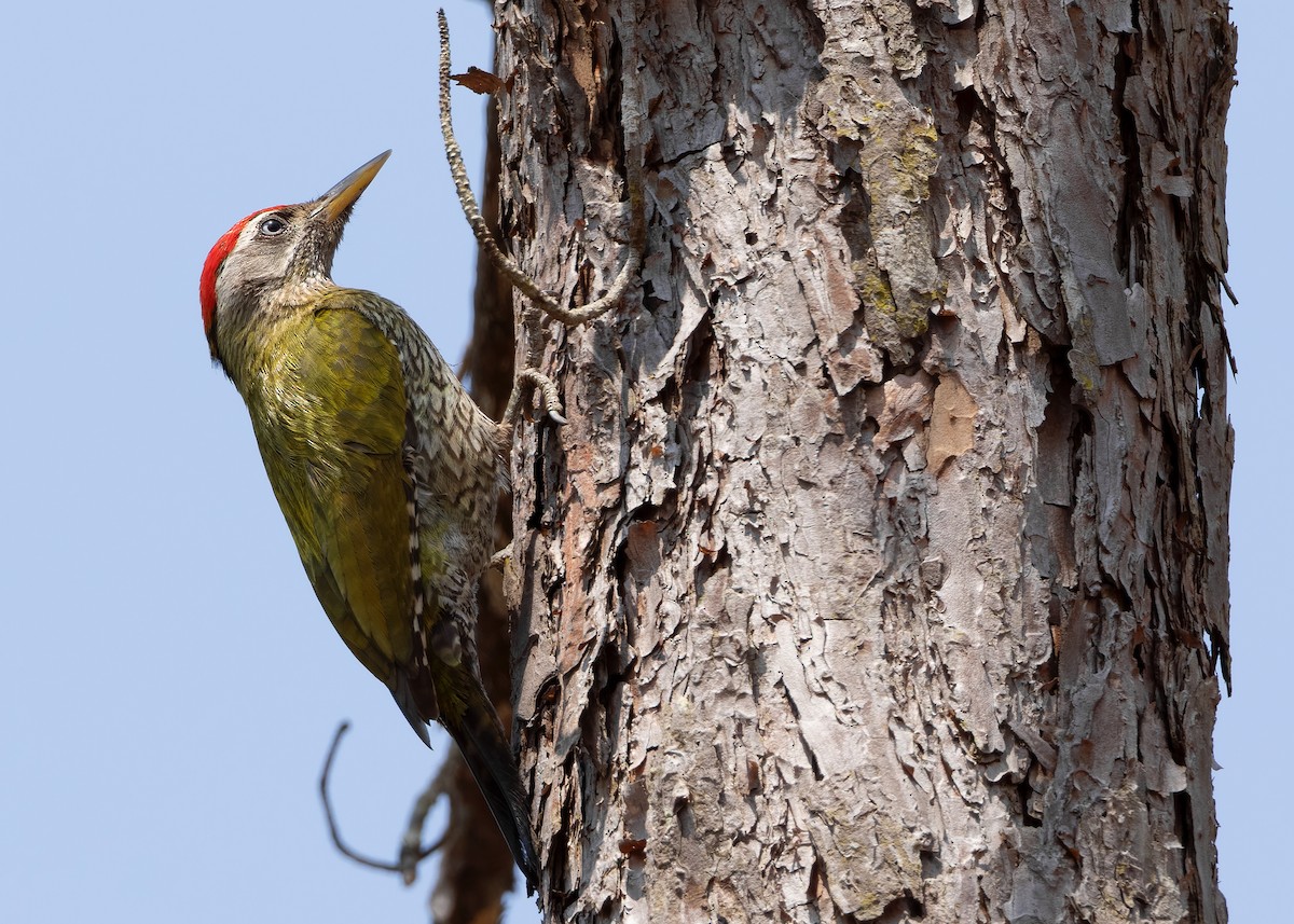 Streak-throated Woodpecker - ML620816371