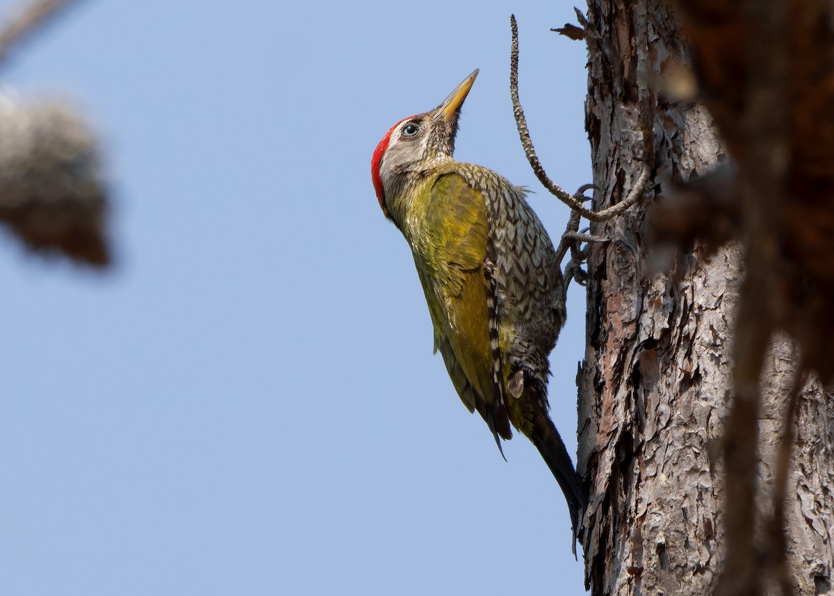 Streak-throated Woodpecker - ML620816372