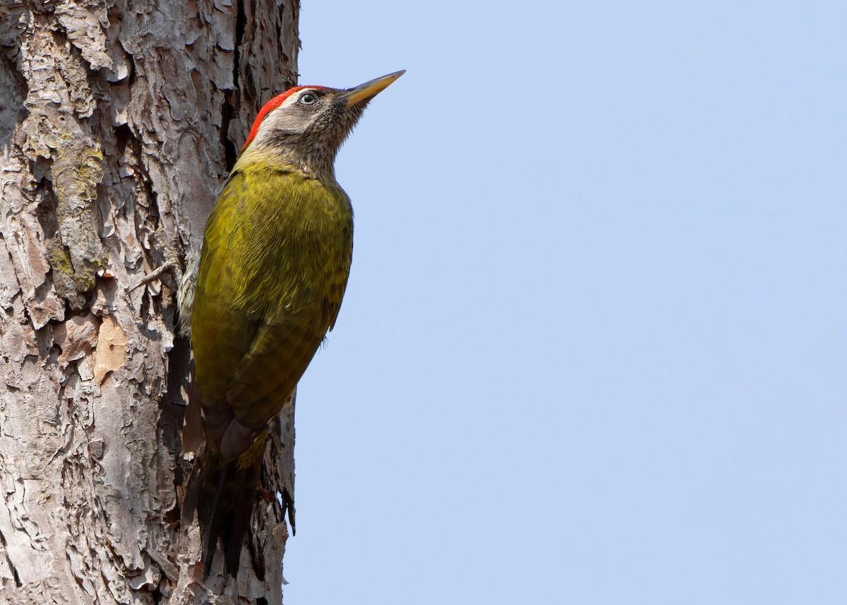 Streak-throated Woodpecker - ML620816373