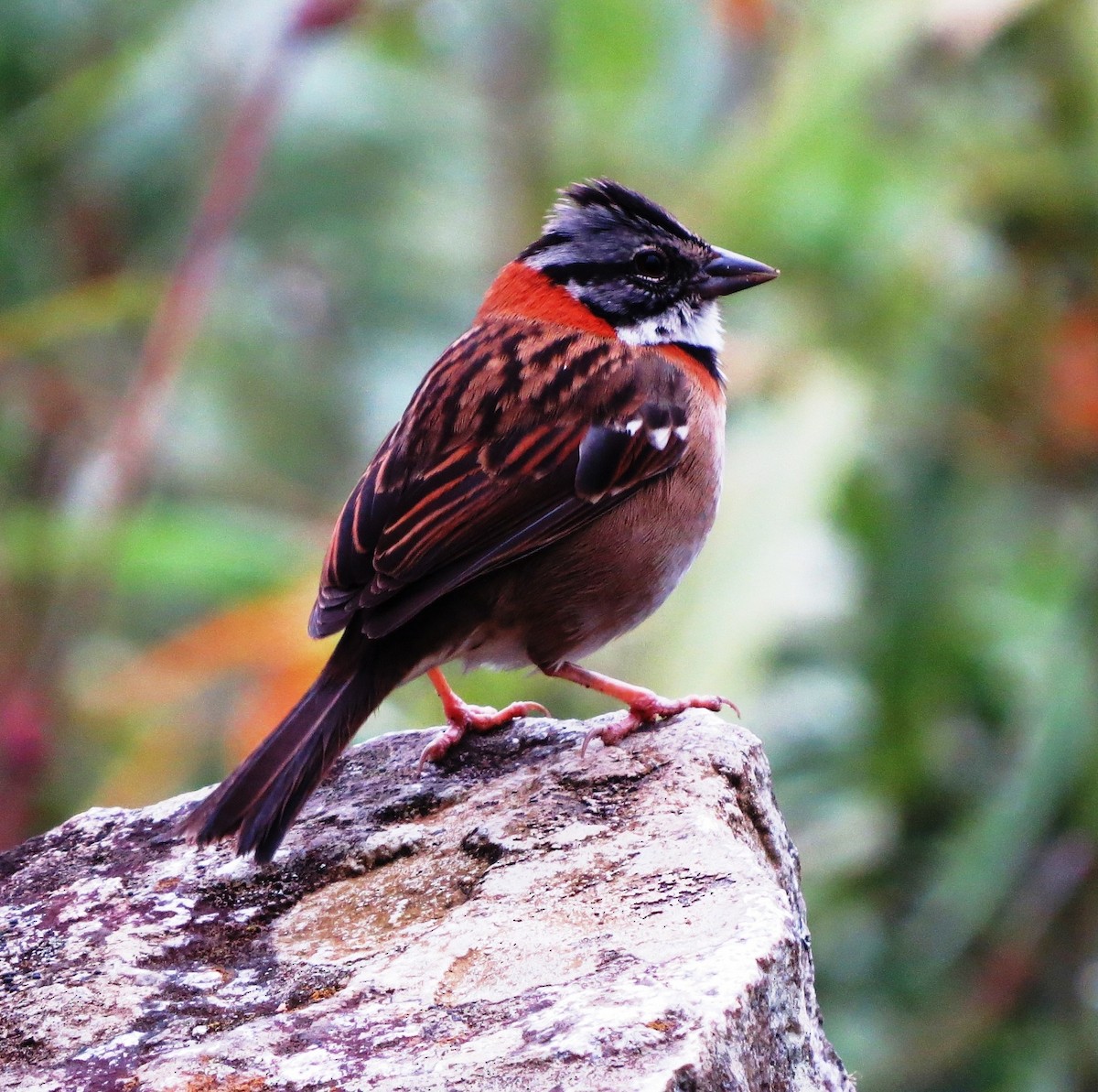 Rufous-collared Sparrow (Rufous-collared) - ML620816374