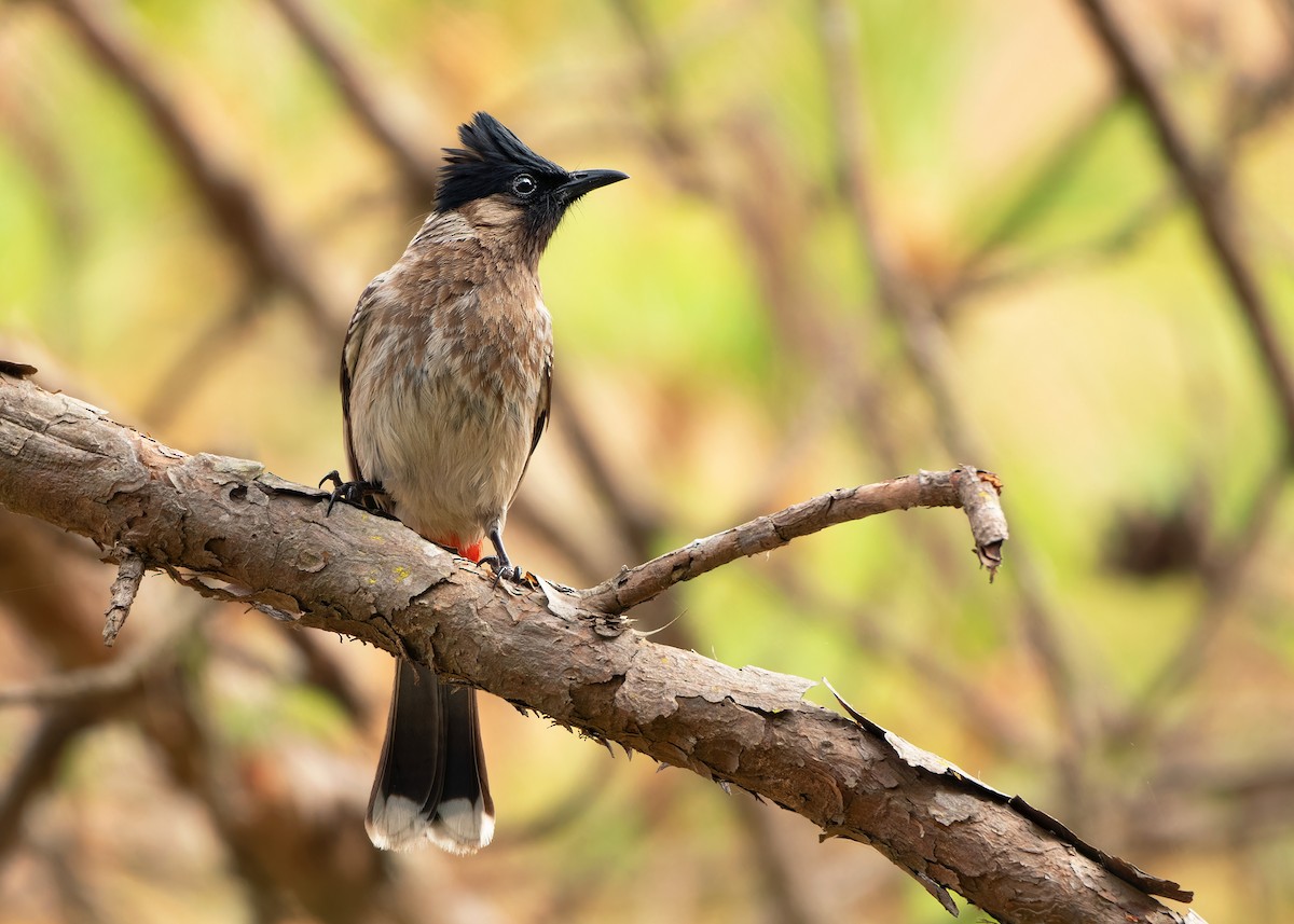 Red-vented Bulbul - ML620816380