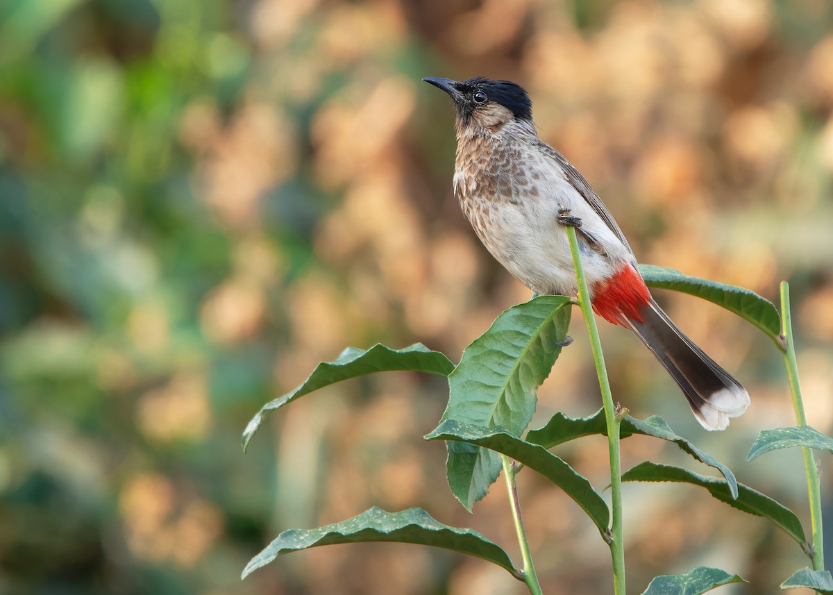 Red-vented Bulbul - Ayuwat Jearwattanakanok