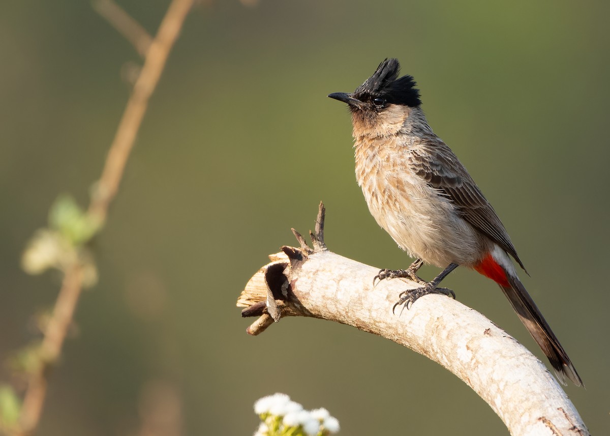 Red-vented Bulbul - ML620816382