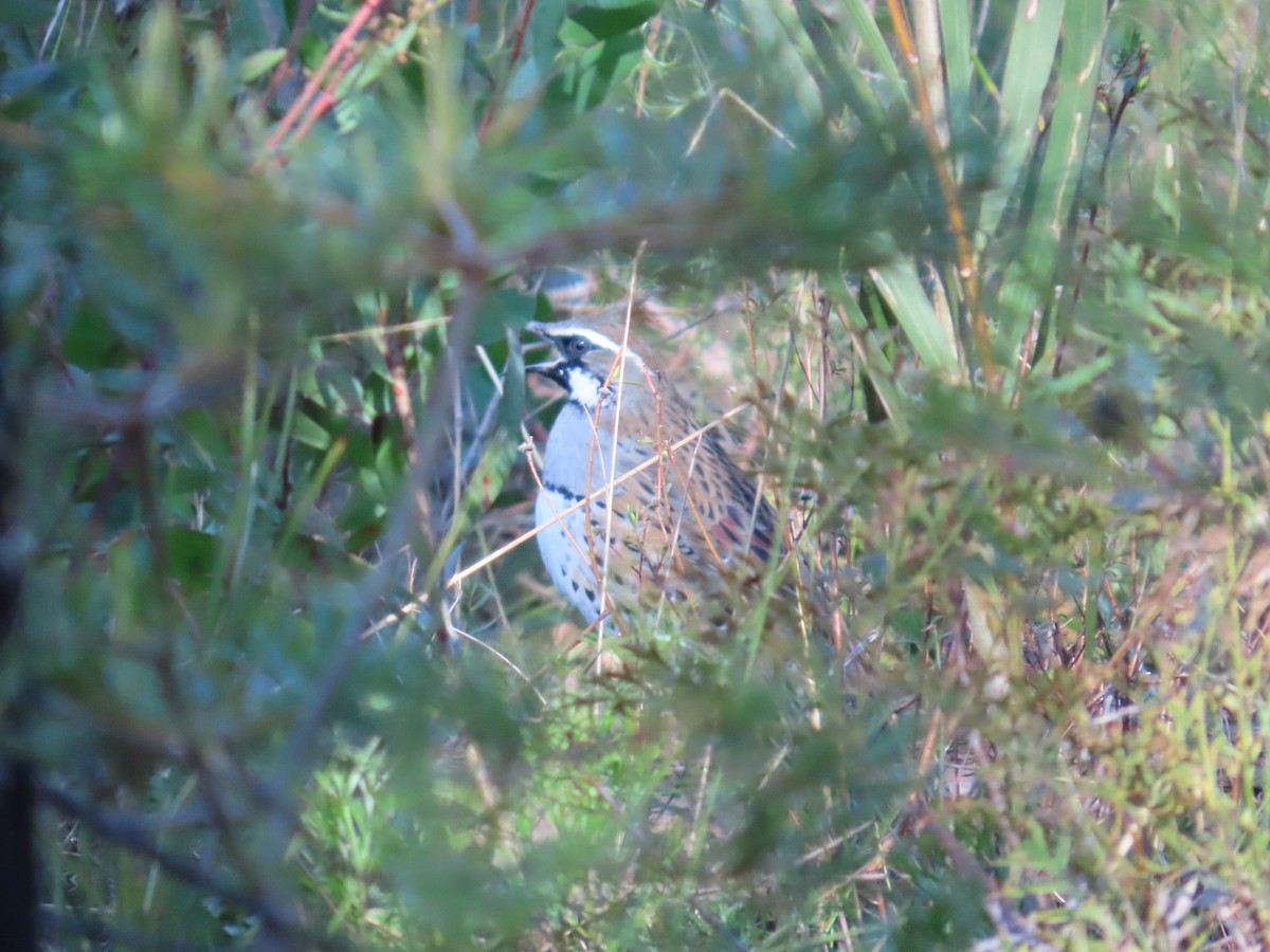 Spotted Quail-thrush - ML620816384