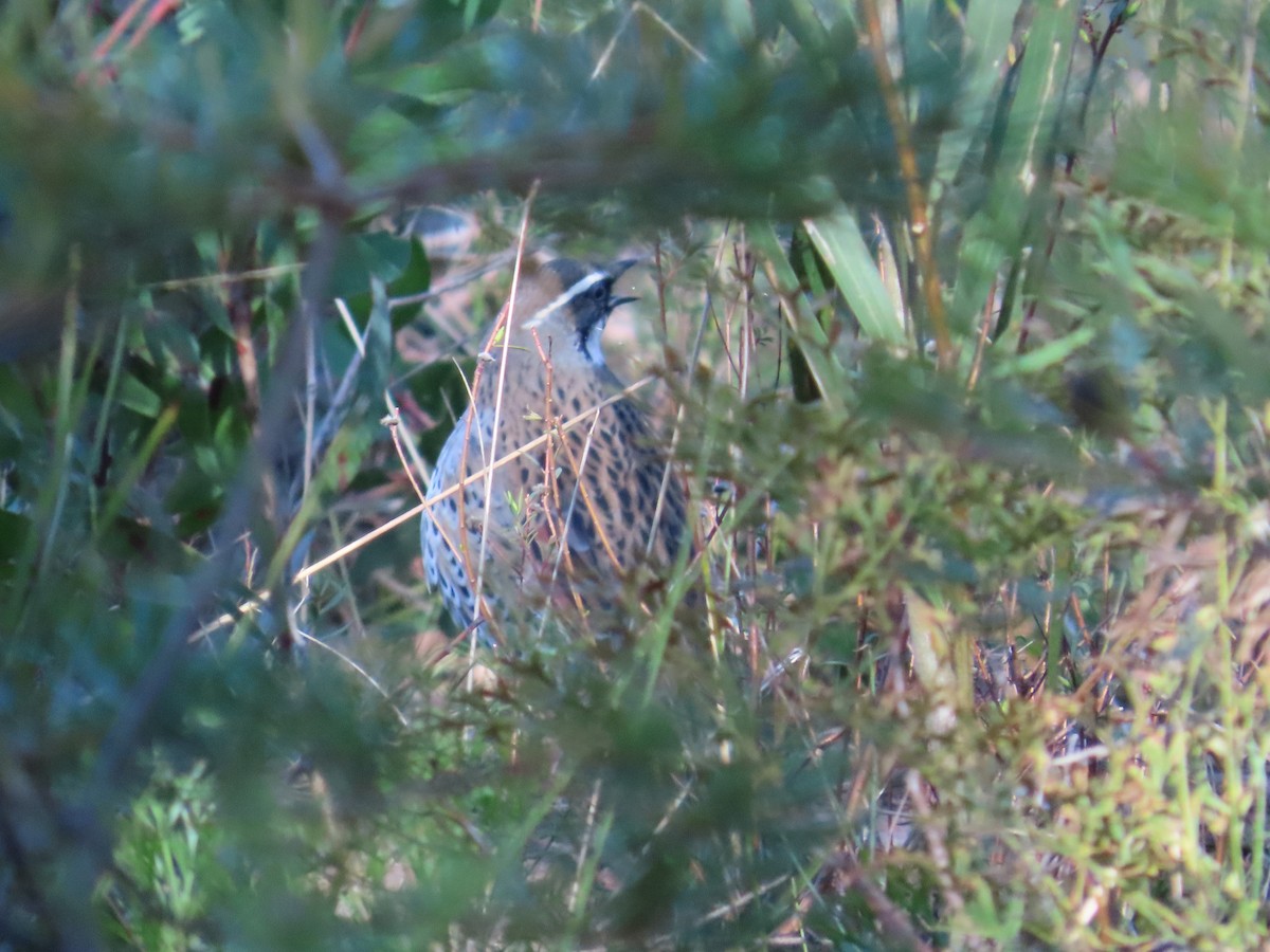 Spotted Quail-thrush - ML620816385