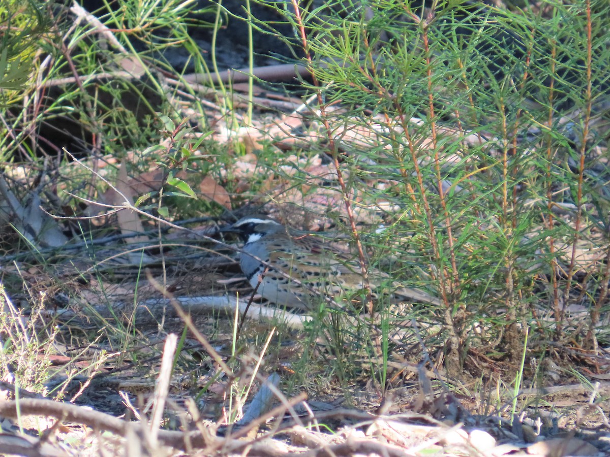 Spotted Quail-thrush - ML620816388