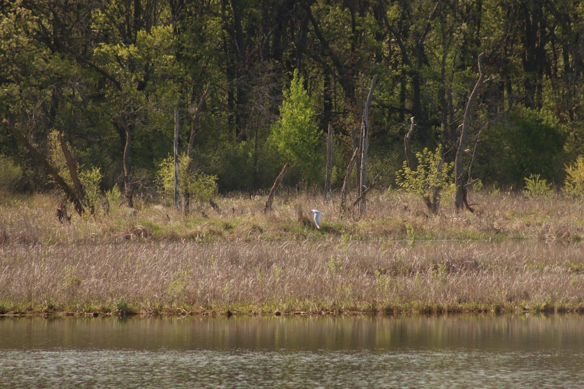 Caspian Tern - ML620816392