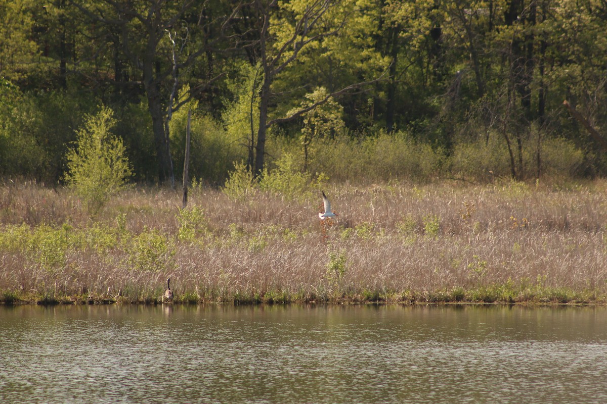 Caspian Tern - ML620816394