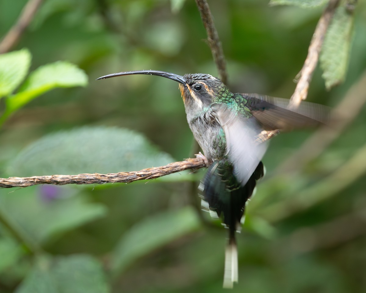 Зелёный колибри-отшельник - ML620816395