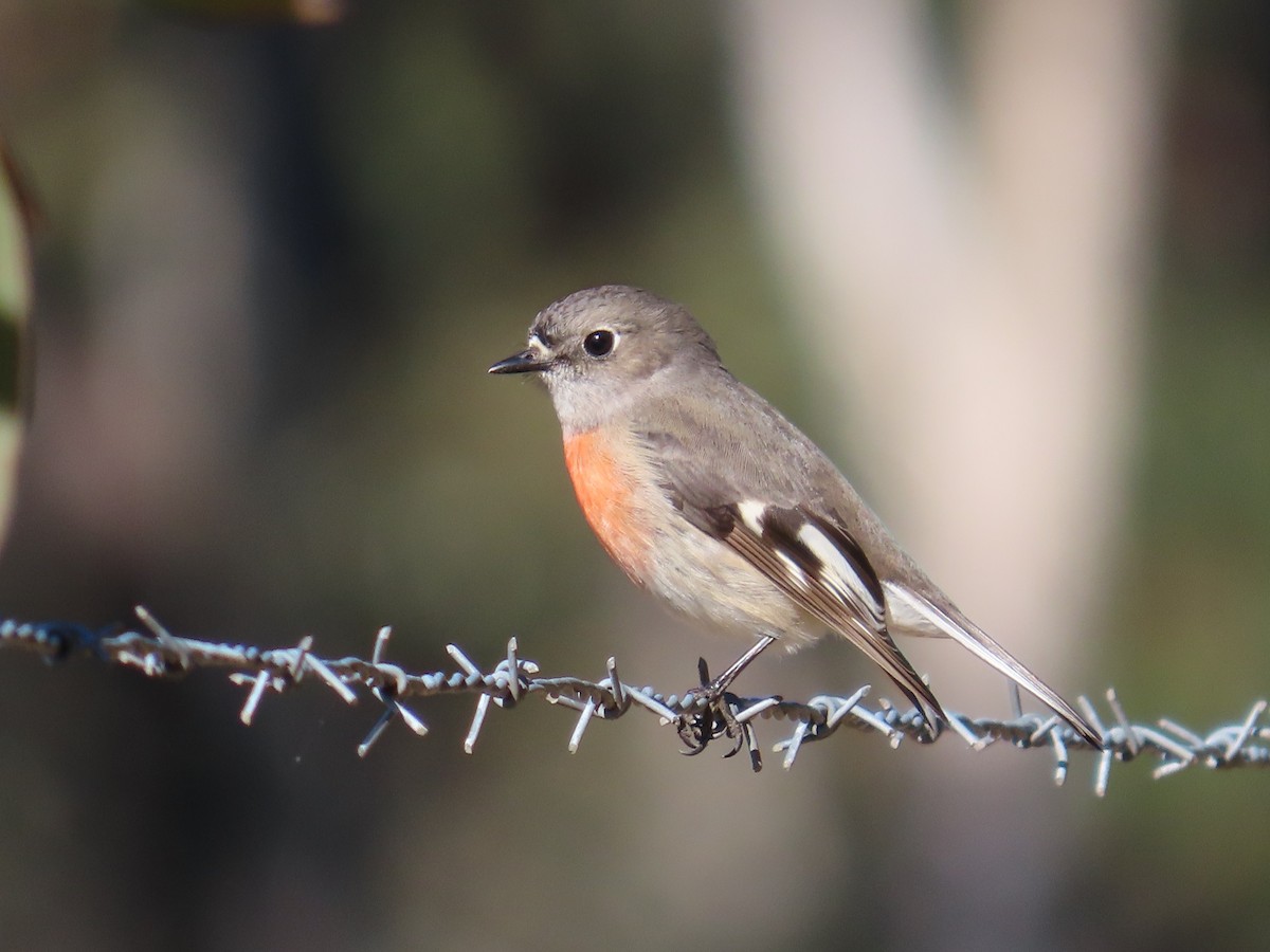 Scarlet Robin - ML620816397