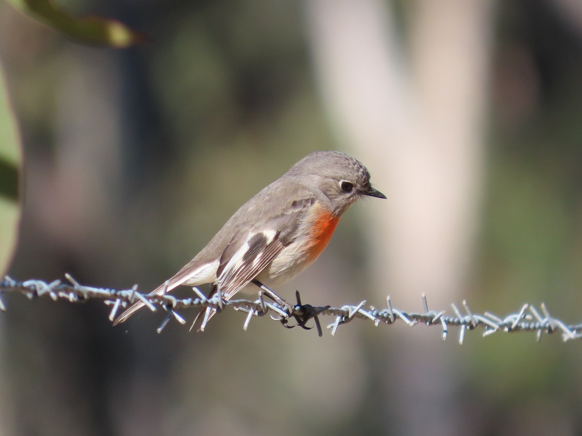 Scarlet Robin - Stuart Ling